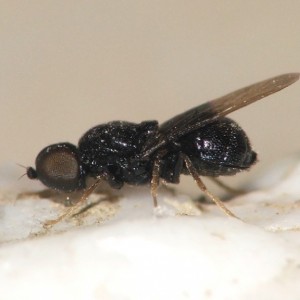 Pachygaster atra