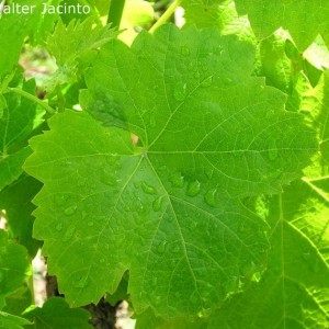 Vitis vinifera subsp. vinifera
