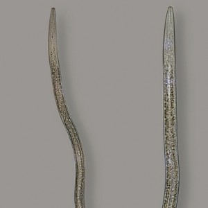 Bursaphelenchus xylophilus