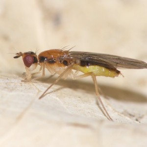 Chamaepsila longipennis