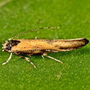 Coccidiphila danilevskyi
