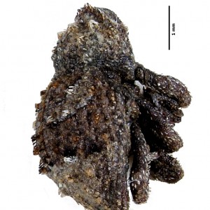 Dichromacalles dromedarius