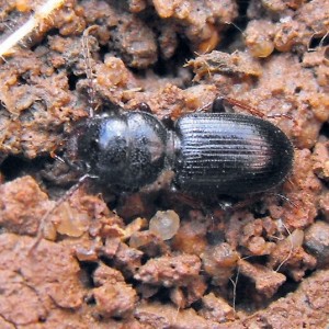 Dixus sphaerocephalus