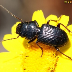 Dixus clypeatus