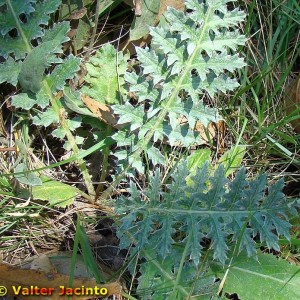 Cynara algarbiensis