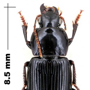 Cryptophonus tenebrosus