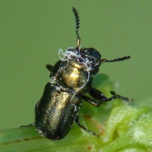 Labidostomis hordei