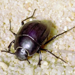 Erodius goryi