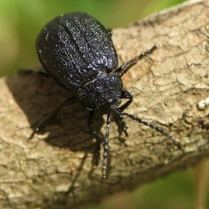 Galeruca angusta