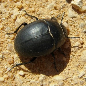 Erodius tibialis