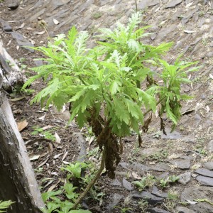 Argyranthemum pinnatifidum subsp. pinnatifidum