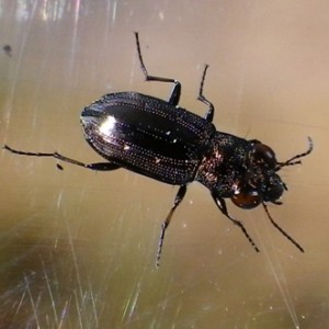 Notiophilus quadripunctatus