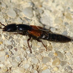 Megalinus glabratus