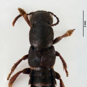 Ocypus aethiops