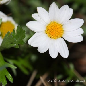 Flor © Eduardo Marabuto