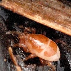 Poecilochirus carabi