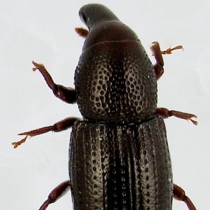 Pseudophloeophagus aeneopiceus