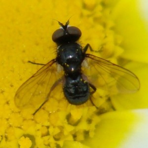 Phania albisquama