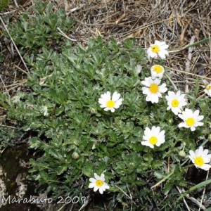 Phalacrocarpum oppositifolium