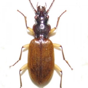 Penetretus rufipennis