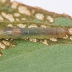 Acrolepiopsis vesperella