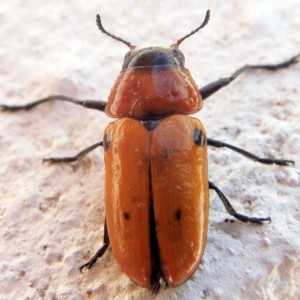 Tituboea biguttata