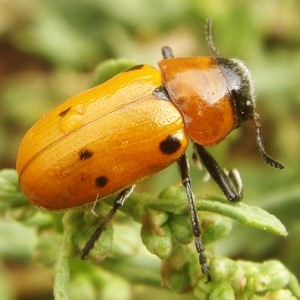 Tituboea sexmaculata