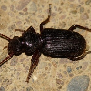 Tschitscherinellus cordatus