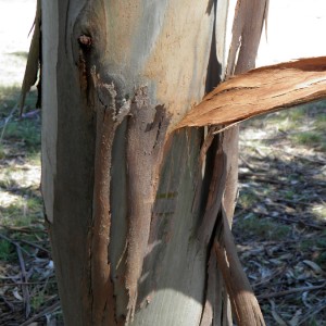 Pormenor do tronco com a casca a desprender-se em tiras enroladas © Ricardo Ramos da Silva