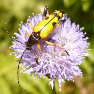 Rutpela maculata