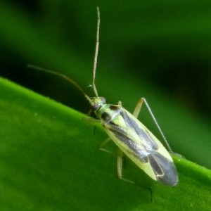 Stenotus binotatus