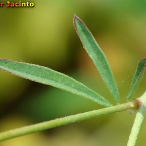 Dorycnopsis gerardii
