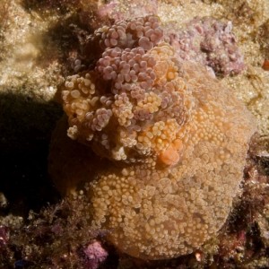 Pedra das Âncoras, Sesimbra © João Pedro Silva