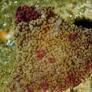 Gruta dos Pampos, Sesimbra © João Pedro Silva