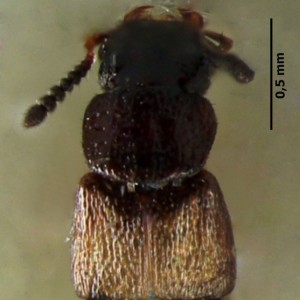 Anotylus speculifrons