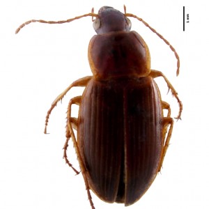 Calathus carvalhoi