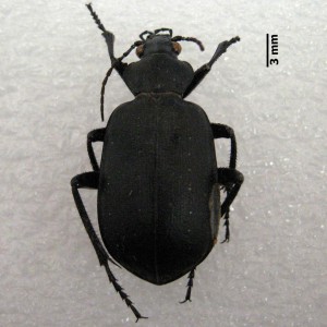 Calosoma olivieri