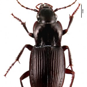 Cedrorum azoricus azoricus