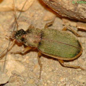 Chlaeniellus olivieri