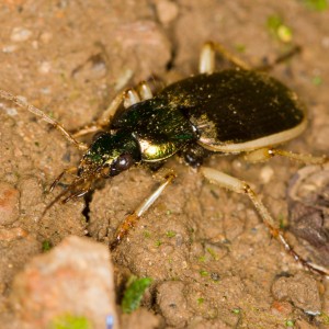 Chlaeniellus vestitus