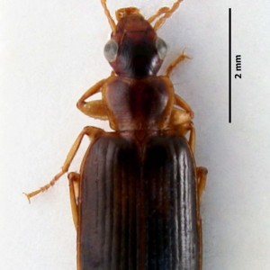 Dromius meridionalis