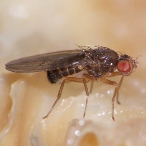 Drosophila funebris
