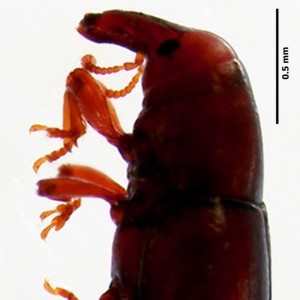 Caulotrupis parvus