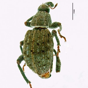 Donus multifidus