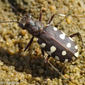 C. littoralis sub. littoralis © Valter Jacinto