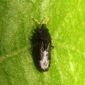 Aradus flavicornis