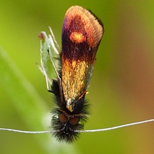 Nemophora barbatellus