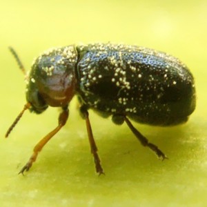 Smaragdina affinis