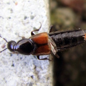 Philonthus nitidicollis