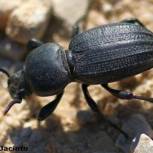 Scaurus punctatus